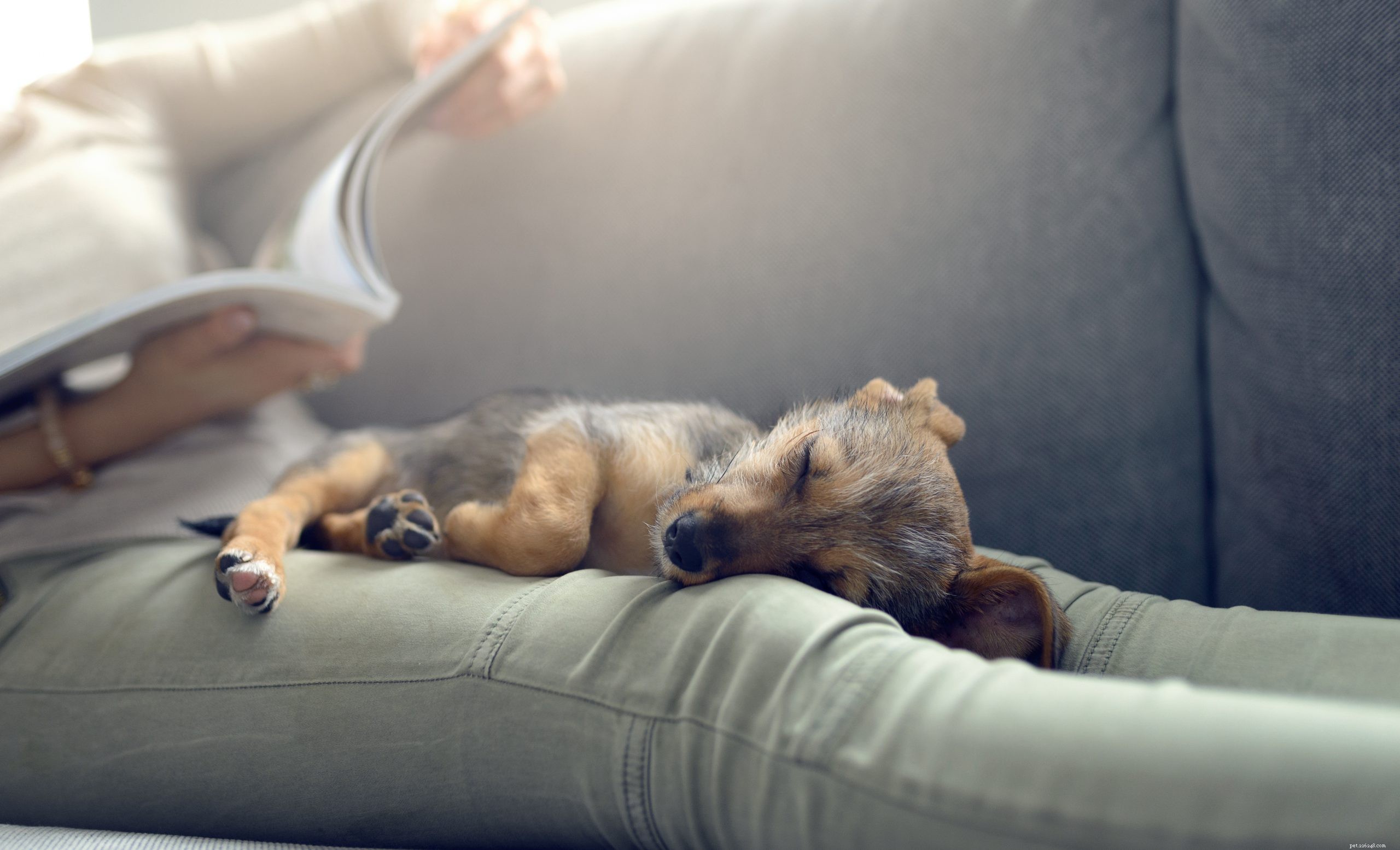 The Power of Dogs: Proven Ways a Canine Companion Enhances Your Life