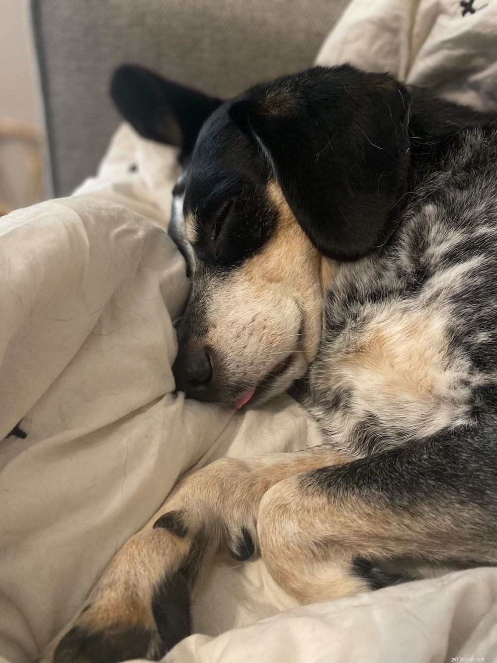 The Power of Dogs: Proven Ways a Canine Companion Enhances Your Life