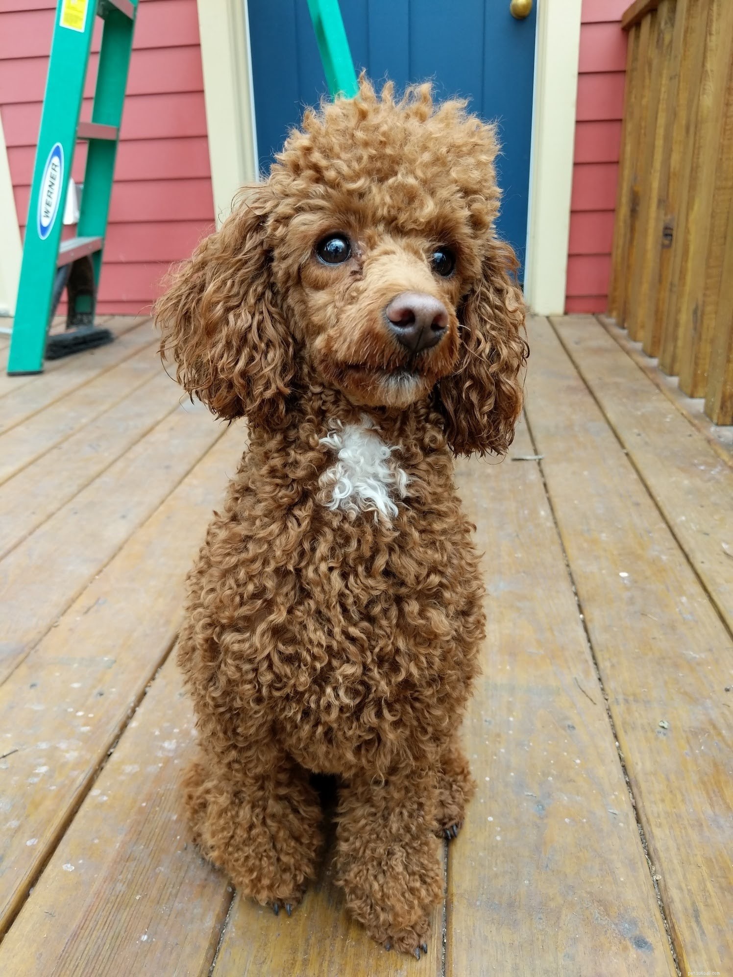 The Ultimate Poodle Care Handbook: Personality, History, Training, Nutrition & More