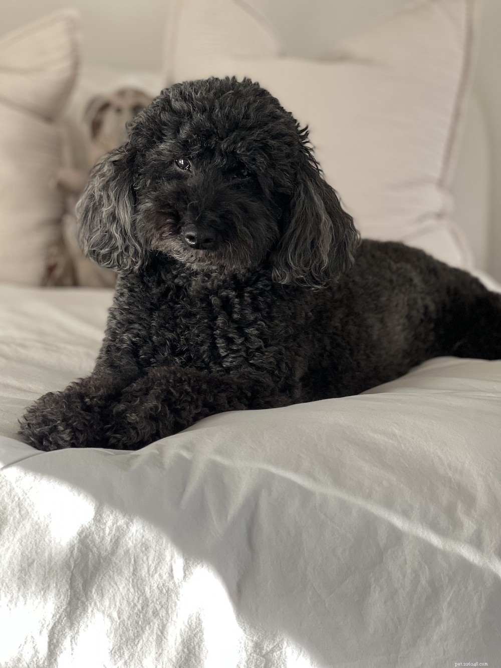 The Ultimate Poodle Care Handbook: Personality, History, Training, Nutrition & More