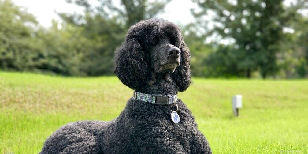 The Ultimate Poodle Care Handbook: Personality, History, Training, Nutrition & More