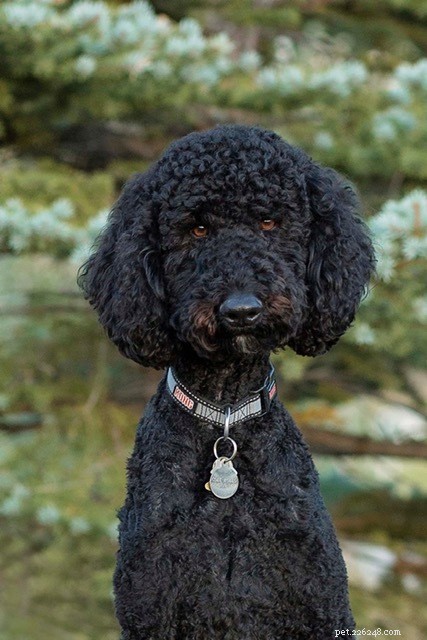The Ultimate Poodle Care Handbook: Personality, History, Training, Nutrition & More