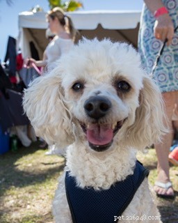 The Ultimate Poodle Care Handbook: Personality, History, Training, Nutrition & More