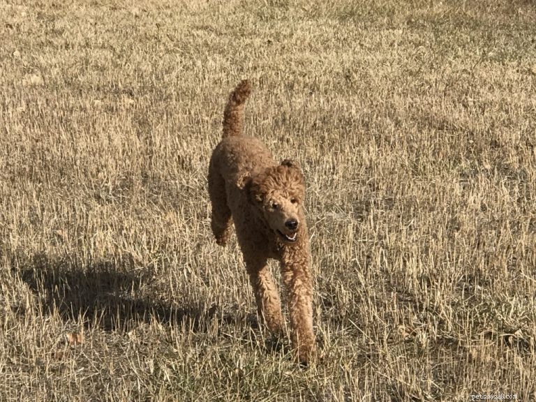 The Ultimate Poodle Care Handbook: Personality, History, Training, Nutrition & More