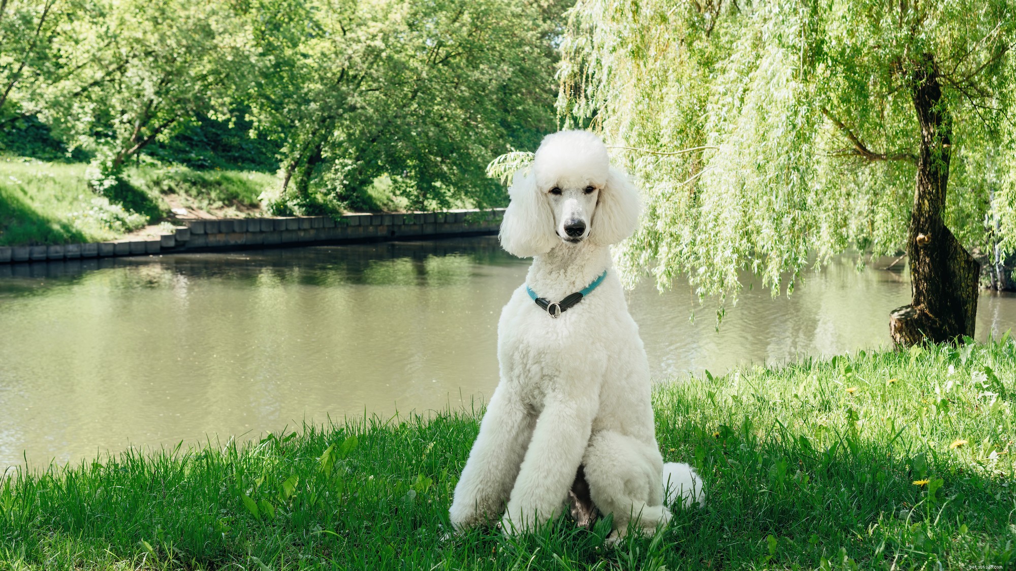 The Ultimate Poodle Care Handbook: Personality, History, Training, Nutrition & More