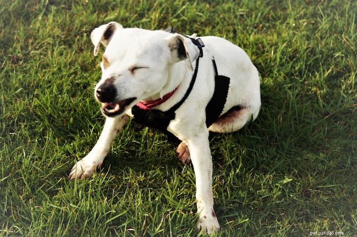 Understanding Dog Sneezing: Causes, When to Worry, and How to Help Your Pet
