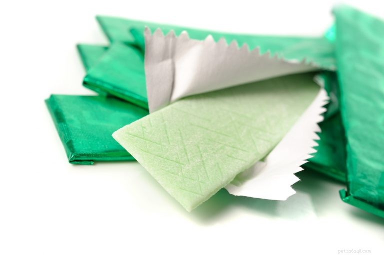 Xylitol Equals Birch Sugar: A Hidden Danger for Dogs