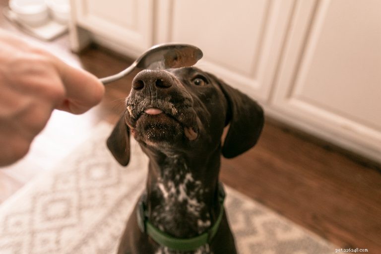 Xylitol Equals Birch Sugar: A Hidden Danger for Dogs