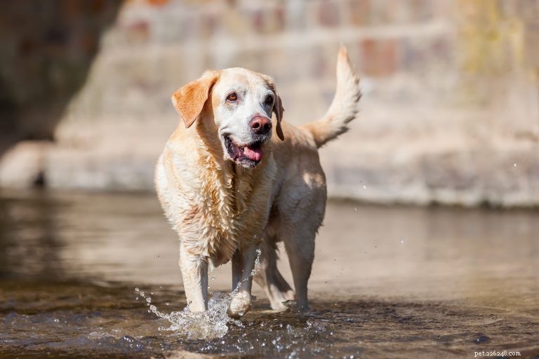 Healthy Exercise Plans for Senior Dogs: Safe Routines & Tips