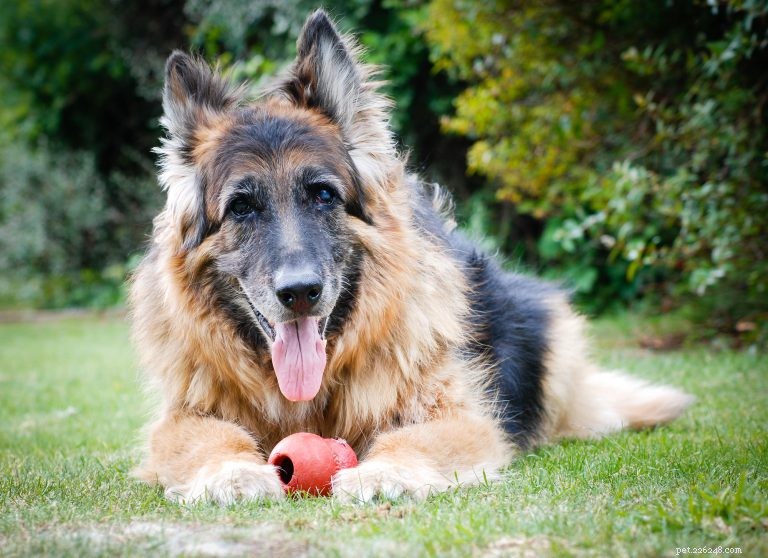 Healthy Exercise Plans for Senior Dogs: Safe Routines & Tips