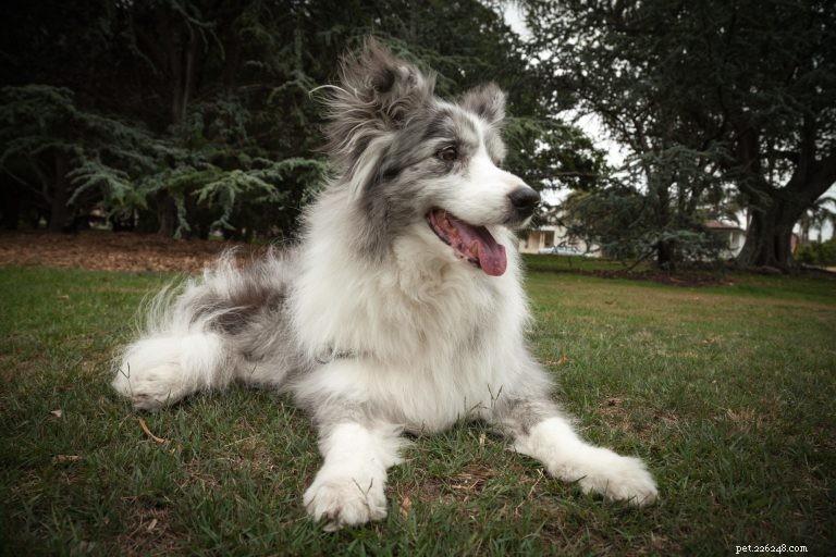 Healthy Exercise Plans for Senior Dogs: Safe Routines & Tips