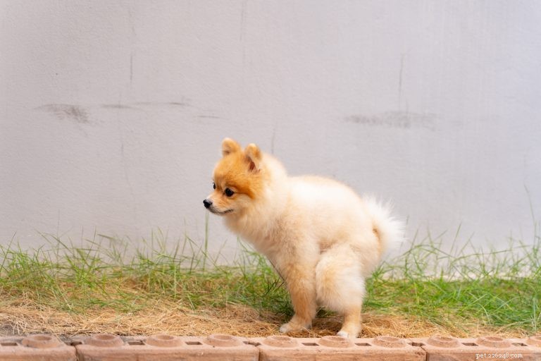What Is HQP? How Fresh Dog Food Leads to Healthier, Cleaner Poop