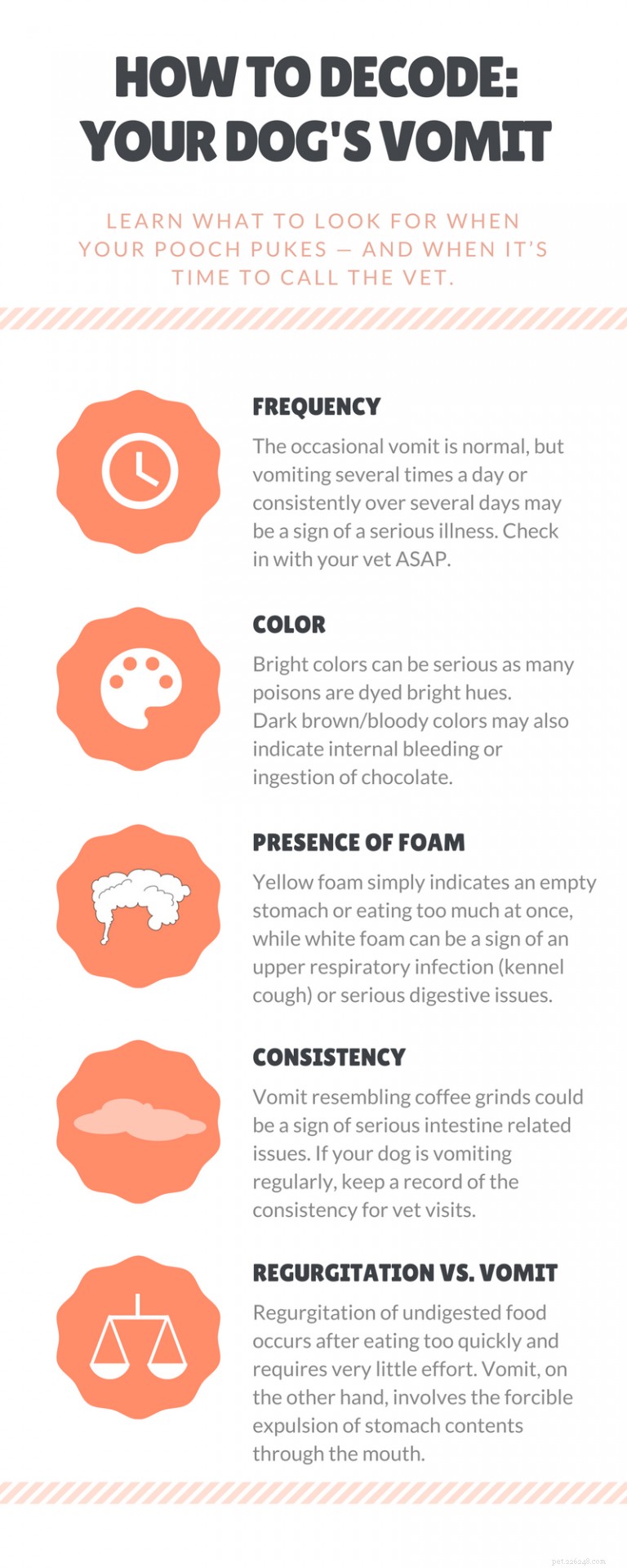 Understanding Foamy Vomiting in Dogs: Causes, Concerns, and When to Seek Vet Care