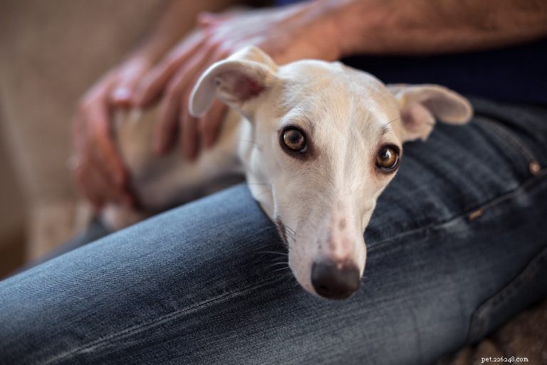 Unveiling Canine Cognition: Answers to Your Most Common Dog-Behavior Questions