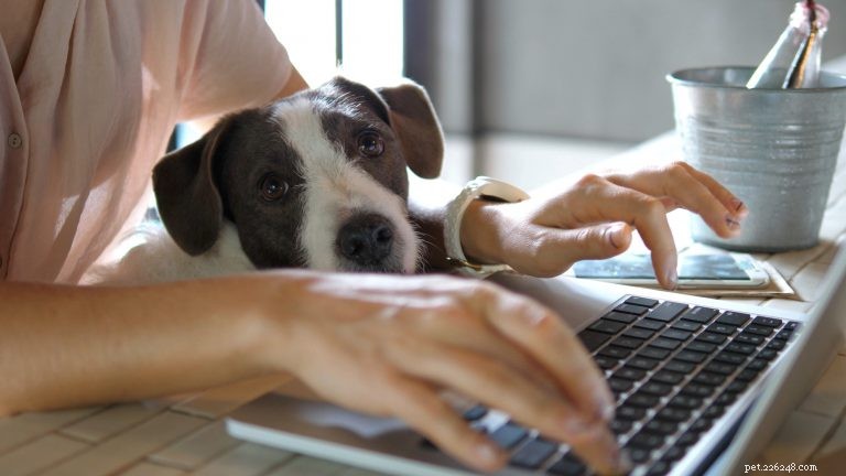 Unveiling Canine Cognition: Answers to Your Most Common Dog-Behavior Questions