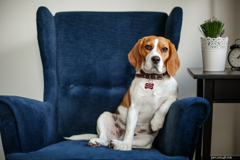Unveiling Canine Cognition: Answers to Your Most Common Dog-Behavior Questions