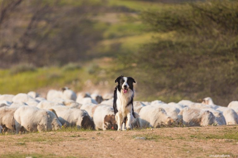 Unveiling Canine Cognition: Answers to Your Most Common Dog-Behavior Questions
