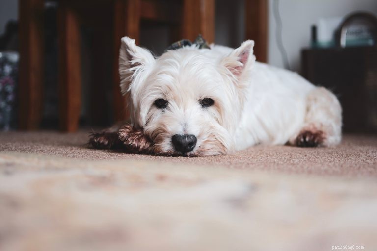 Understanding Why Your Dog Sighs: Common Reasons and What They Reveal