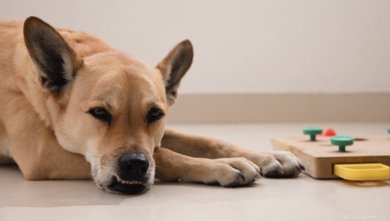 Unveiling Canine Cognition: Answers to Your Most Common Dog-Behavior Questions