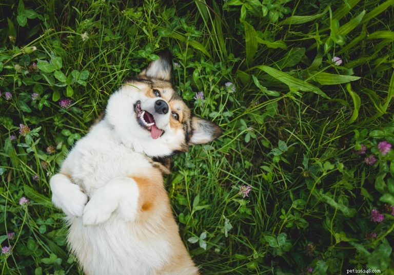 Unveiling Canine Cognition: Answers to Your Most Common Dog-Behavior Questions