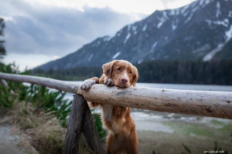 Unveiling Canine Cognition: Answers to Your Most Common Dog-Behavior Questions