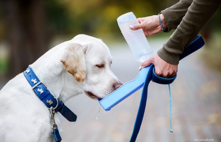 Create a Reliable Disaster Plan to Keep Your Dog Safe
