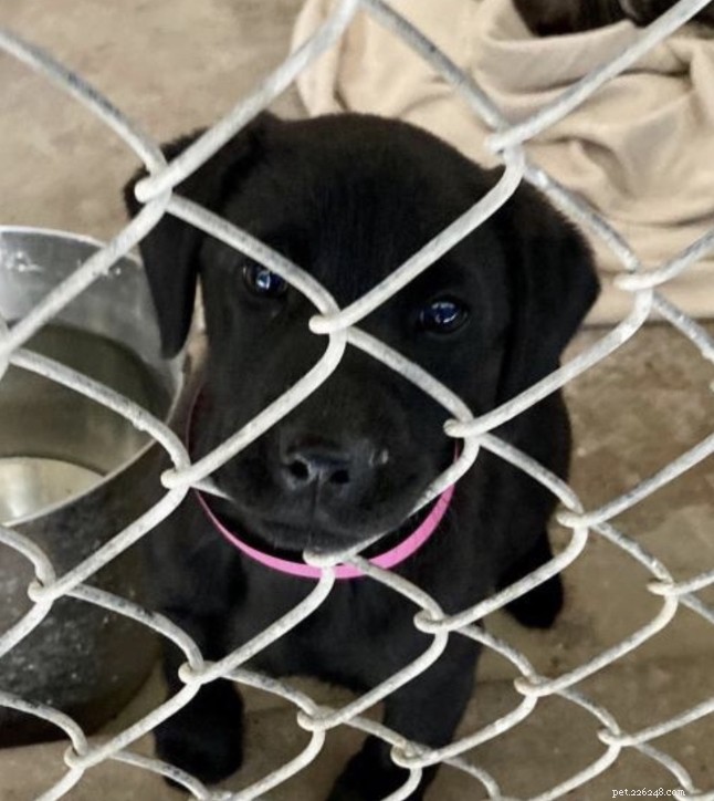 The Unspoken Realities of Puppy Ownership