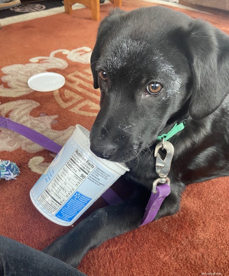 The Unspoken Realities of Puppy Ownership