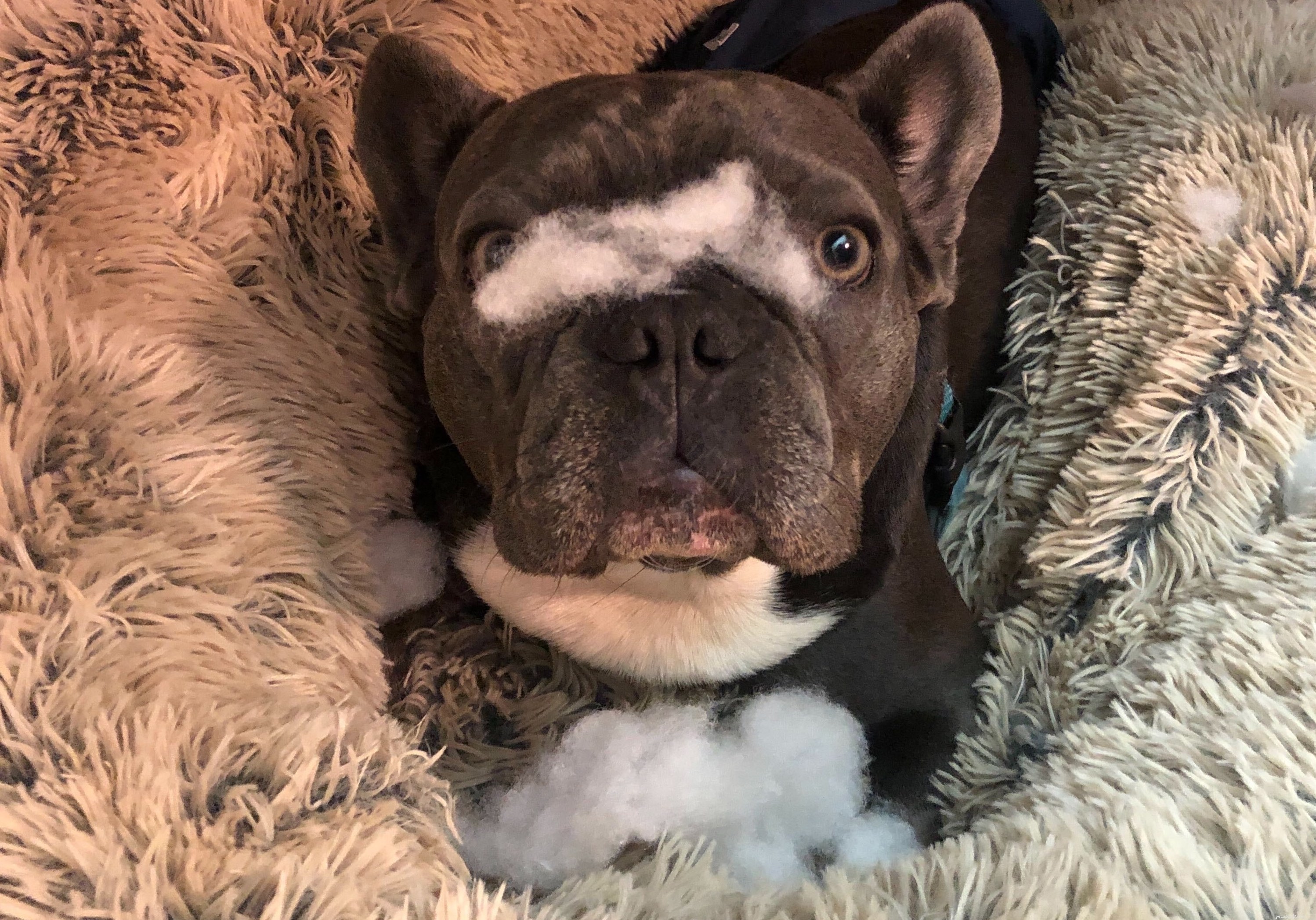Is Your Dog Acting Out? Understanding the Canine  Teenage  Phase