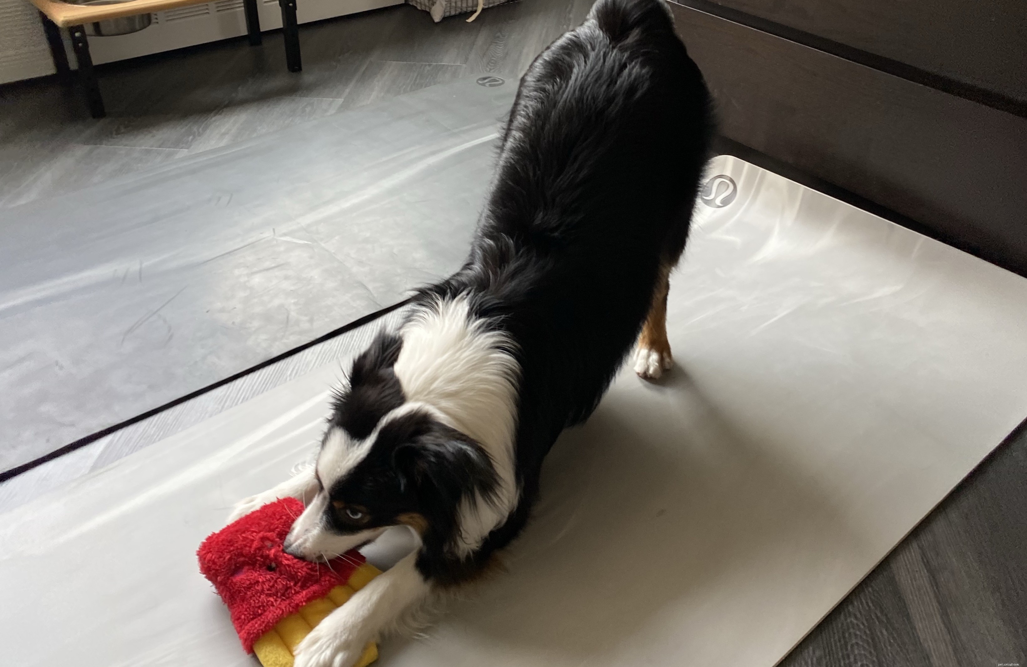 How to Care for Your Dog Safely During the COVID‑19 Pandemic