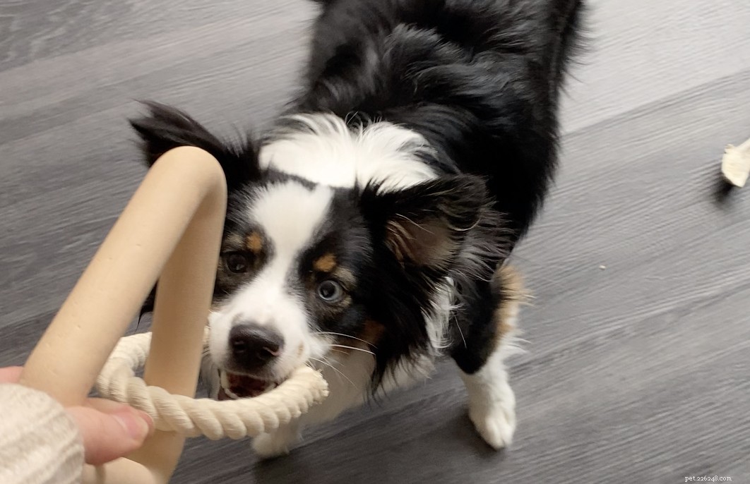 How to Care for Your Dog Safely During the COVID‑19 Pandemic