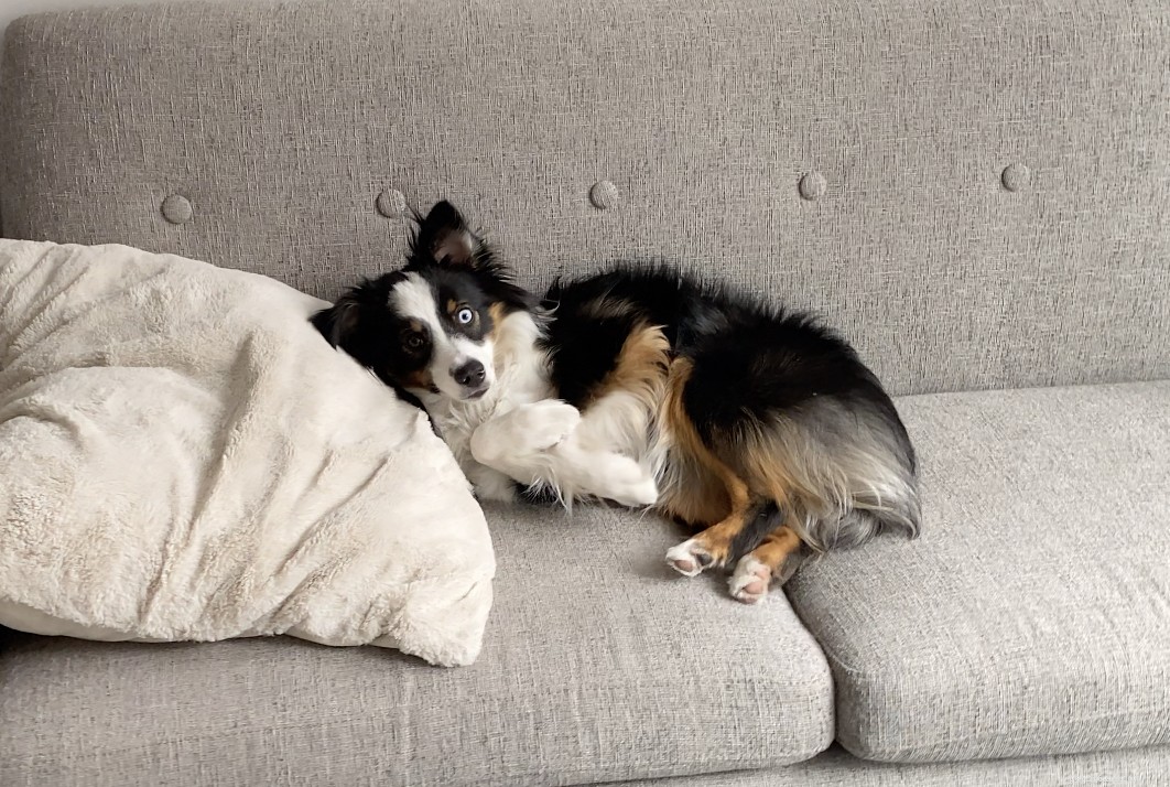 How to Care for Your Dog Safely During the COVID‑19 Pandemic