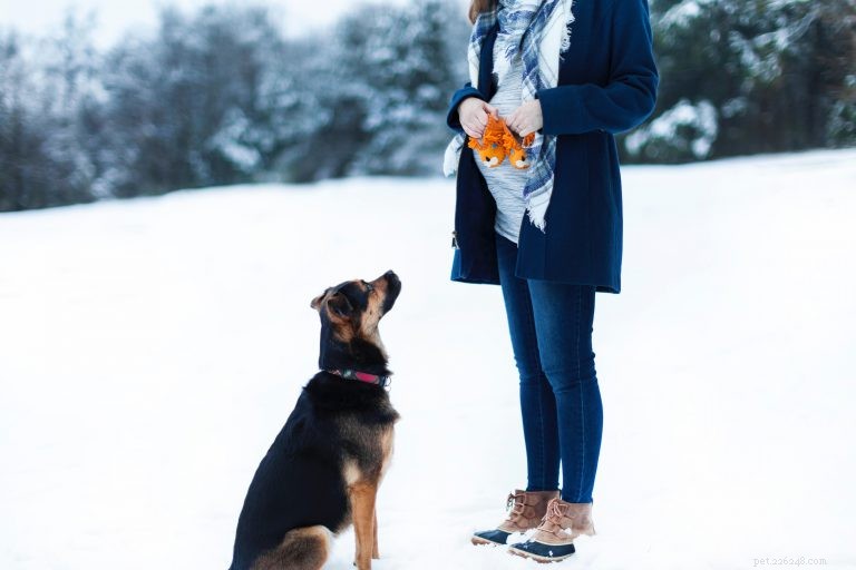 Step‑by‑Step Guide: Introducing Your Dog to Your Baby Safely