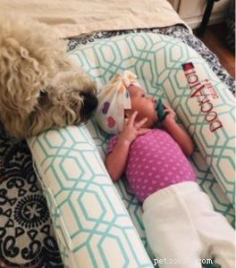Step‑by‑Step Guide: Introducing Your Dog to Your Baby Safely