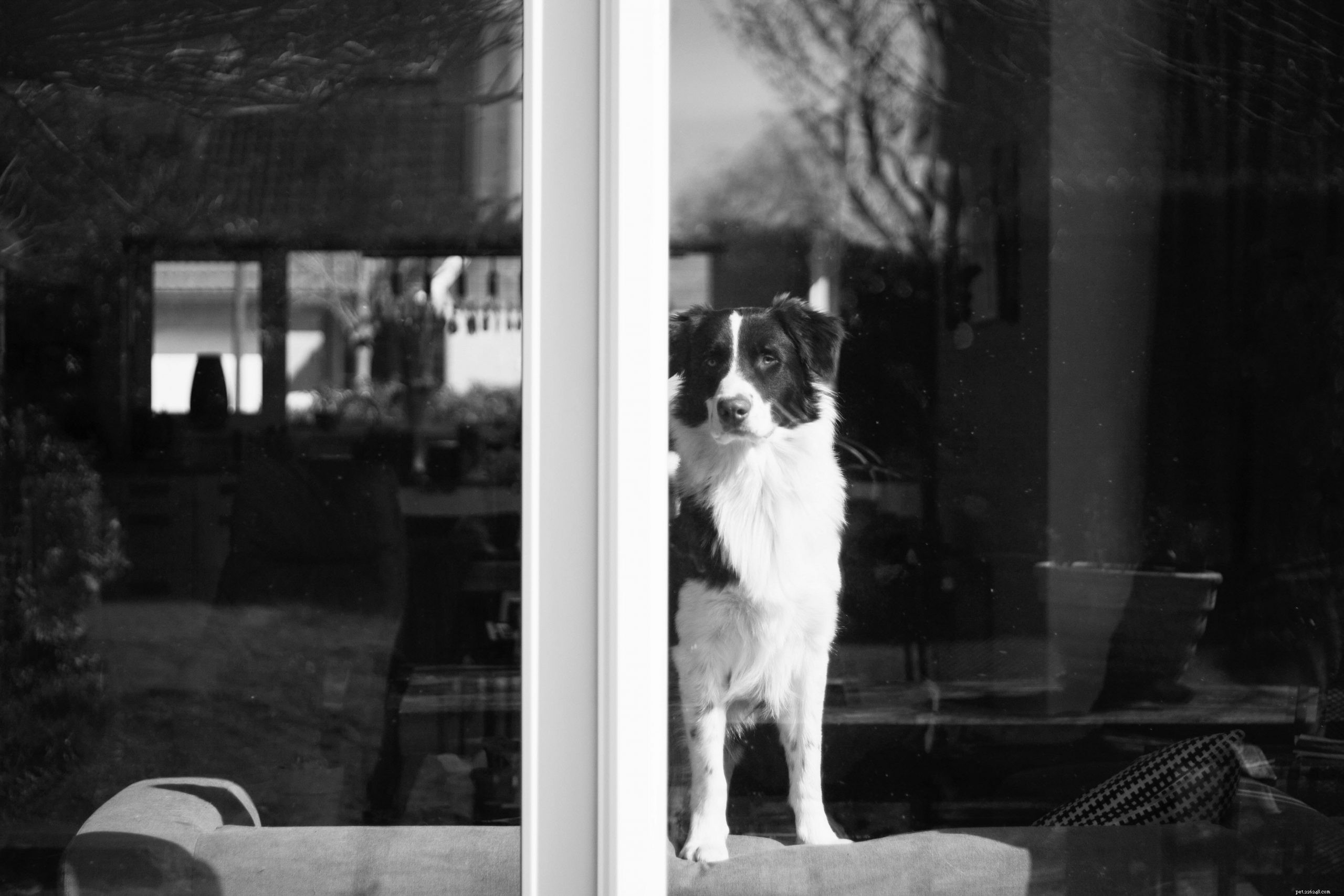 Prevent & Manage Your Dog s Separation Anxiety: Expert Tips
