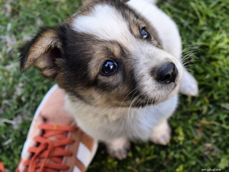 Essential Puppy Training: How to Begin with Confidence