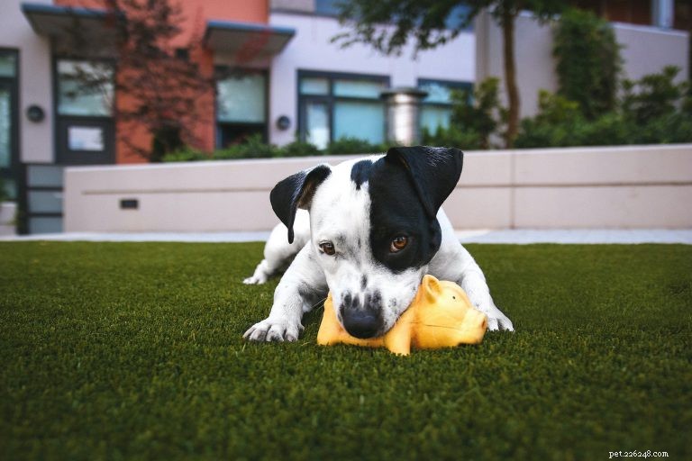 Essential Puppy Training: How to Begin with Confidence