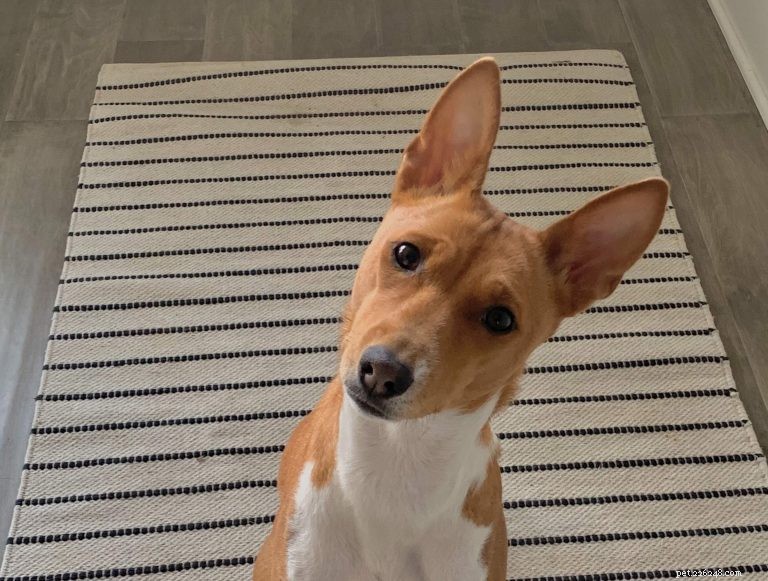 Understanding Why Dogs Tilt Their Heads: Insights & Research