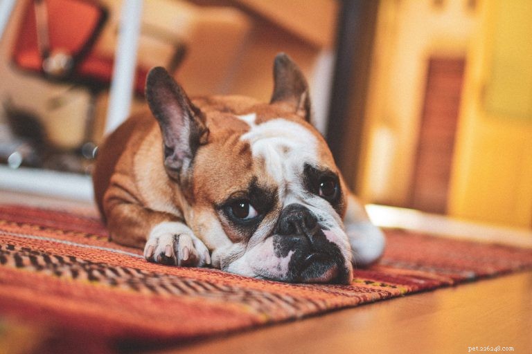 Adopting a Dog: The Complete, Trusted Guide for New Pet Parents