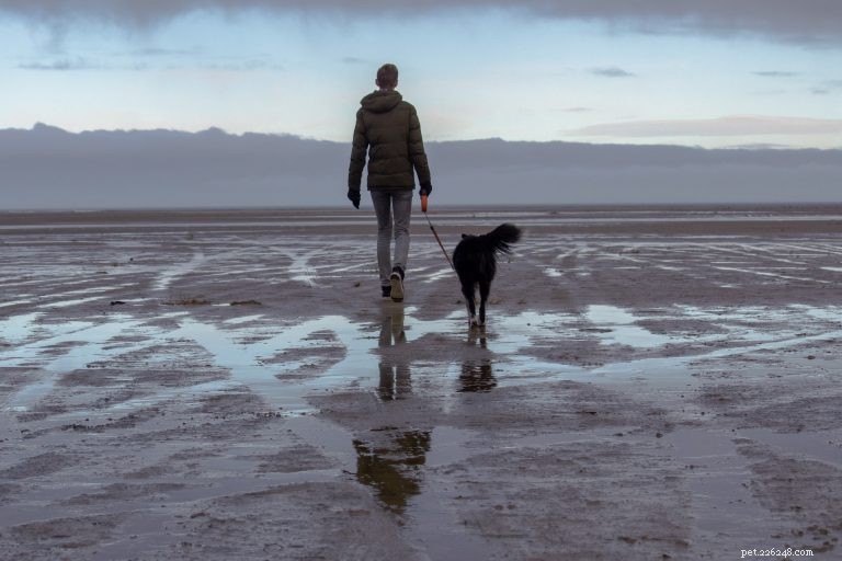 Adopting a Dog: The Complete, Trusted Guide for New Pet Parents