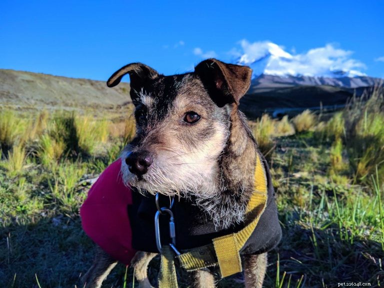 Top Reasons to Adopt a Senior Dog – More Love, Less Training