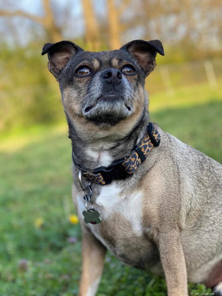 Ultimate Chihuahua Care Guide: Nutrition, Exercise, Personality & Training Tips