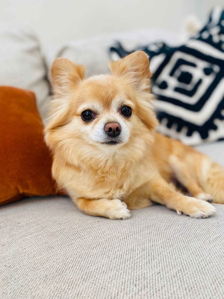 Ultimate Chihuahua Care Guide: Nutrition, Exercise, Personality & Training Tips