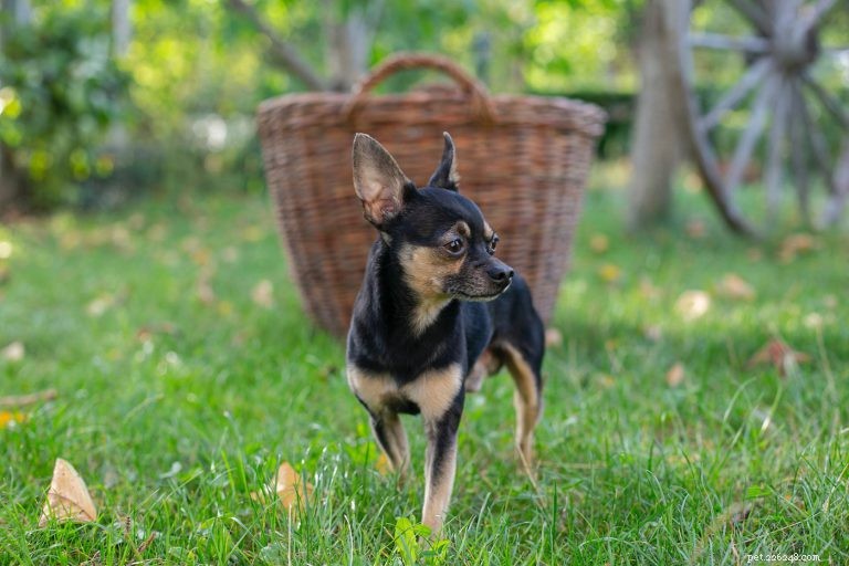 Ultimate Chihuahua Care Guide: Nutrition, Exercise, Personality & Training Tips