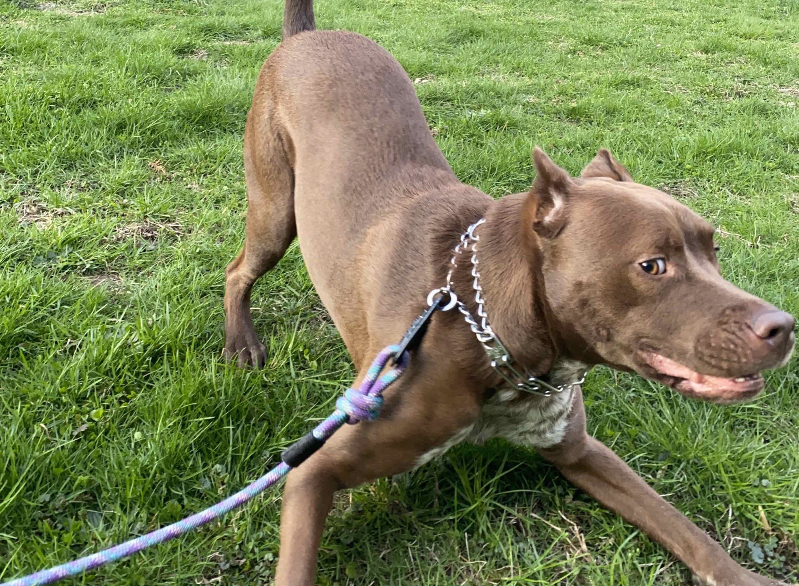 Understanding Your Dog s Zoomies: Causes and Safe Ways to Manage the Energy