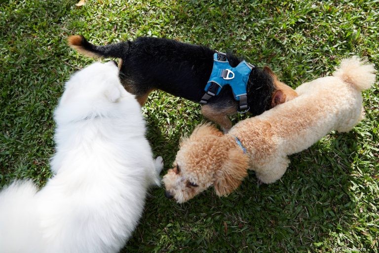 The Science Behind Your Dog’s Buttsniffing Habit