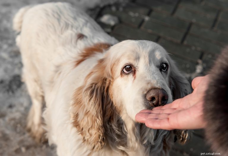 Dog Lovers  Etiquette Guide: How to Approach, Pet, and Interact with Dogs Respectfully