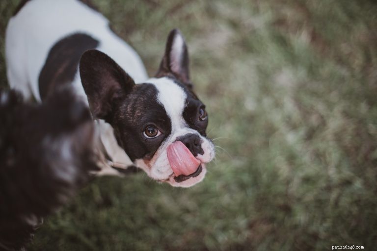 Dog Lovers  Etiquette Guide: How to Approach, Pet, and Interact with Dogs Respectfully