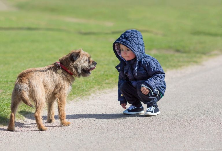Dog Lovers  Etiquette Guide: How to Approach, Pet, and Interact with Dogs Respectfully