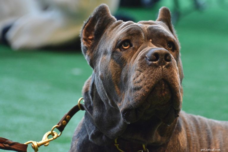 Decoding Your Dog s Stare: What It Means When They Look at You or the Wall